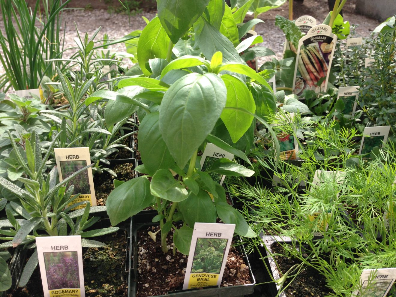 herb plants