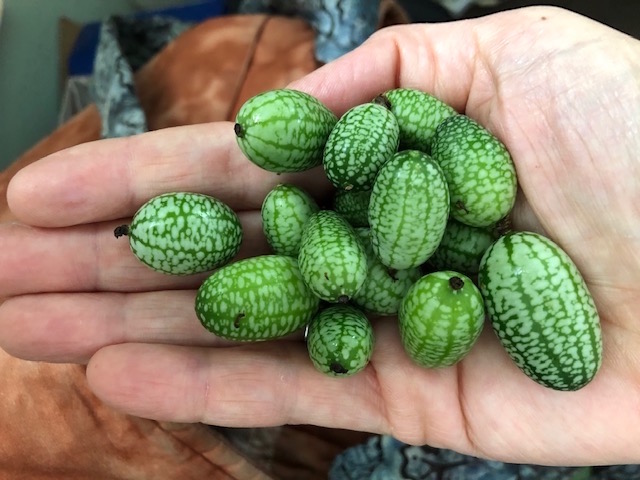 MexicanSourGherkins1