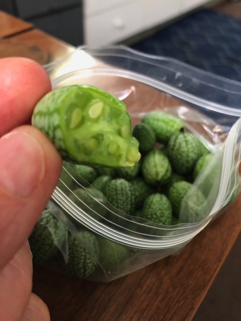 Mexican Sour Gherkins