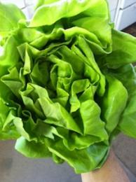 Asian Lettuce Wraps