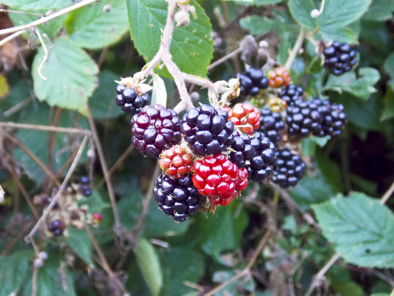 Quick Blackberry Cobbler for Two!