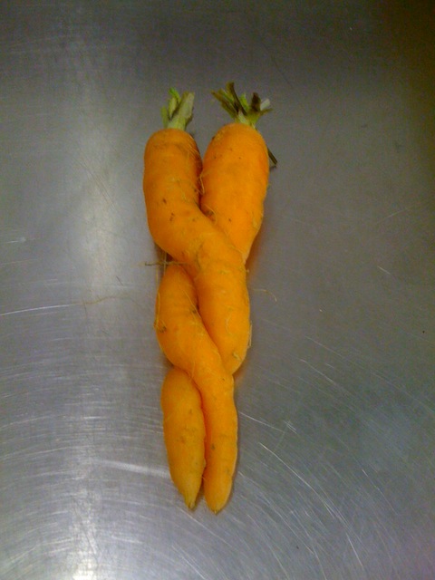 carrotlove