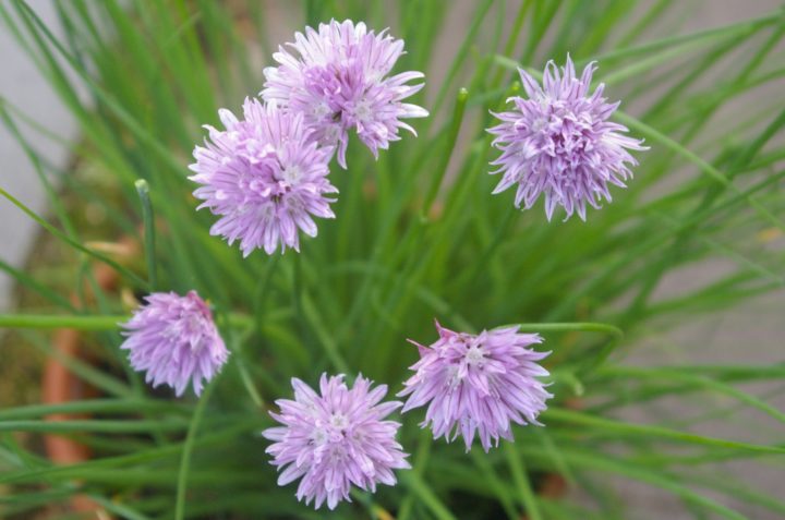 Chive-Infused Oil