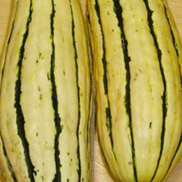 Delicious Roasted Delicata Squash