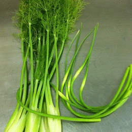 Garlic Scape & Fennel Spread