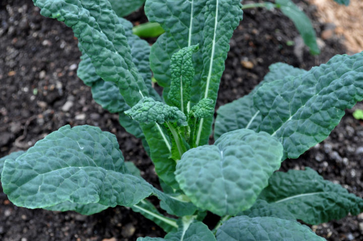 Kale Chips