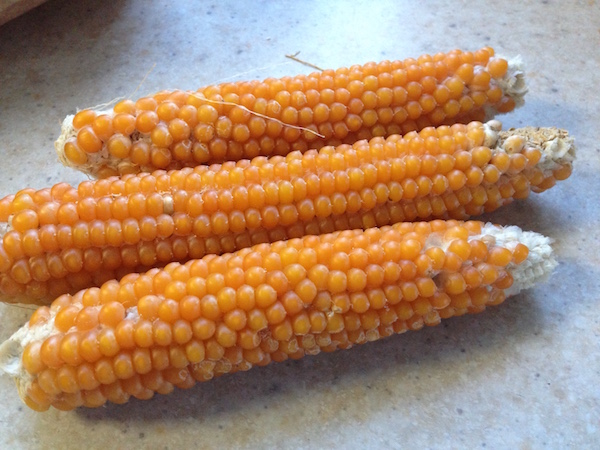 Popcorn on the Cob - Fair Shares