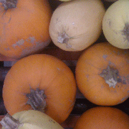 Pumpkin Soup