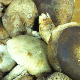 Fettuccine with Shiitake Mushrooms & Basil