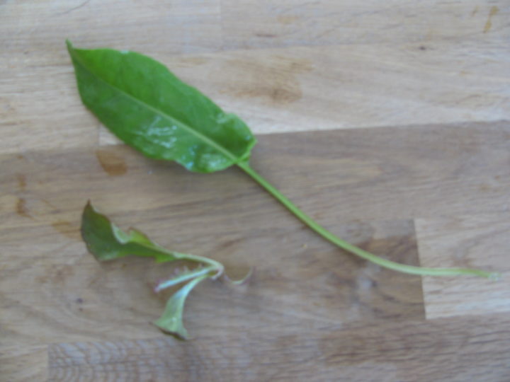 Cream of Sorrel Soup