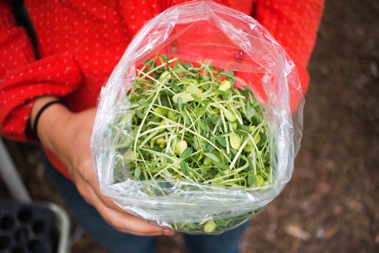 microgreens_sunflower-and-pea-shoots