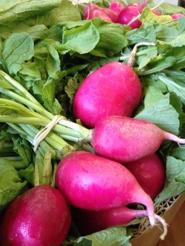 IMG_red radish