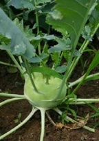 kohlrabi