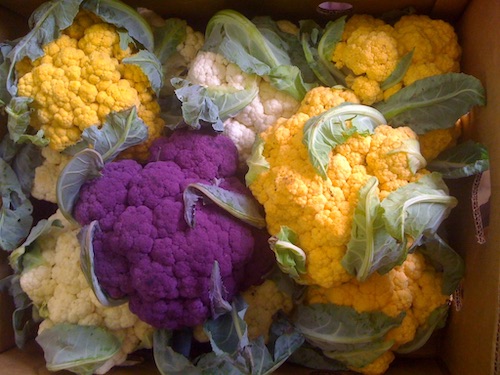 Cauliflower_Tricolor