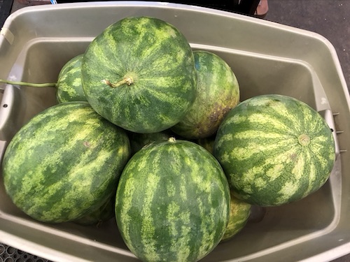 watermelons.tub