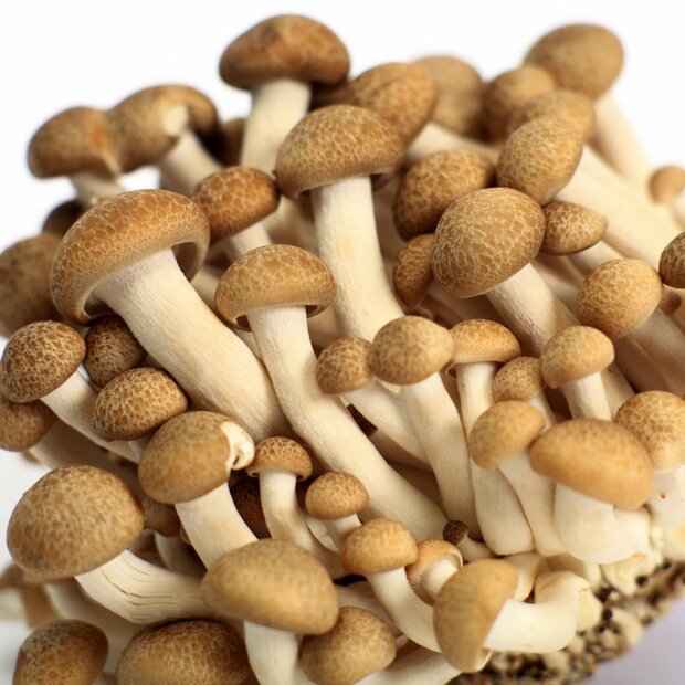 beech-mushroom-brown