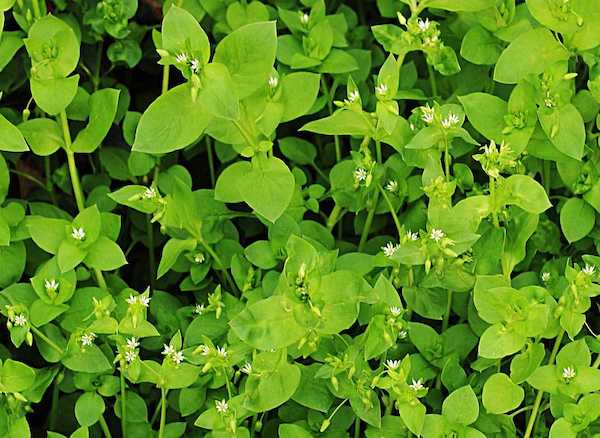 chickweed